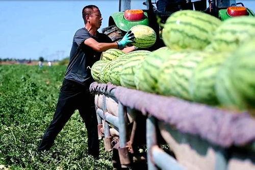 新瓜最新爆料新沂网红,揭秘背后故事与真实身份